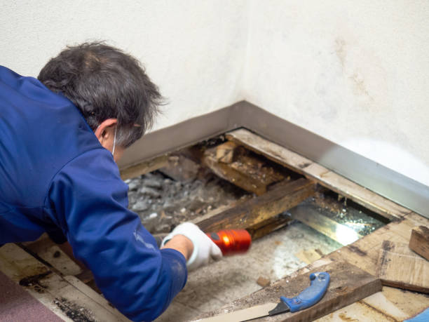  Jackson, KY Mold Removal Pros