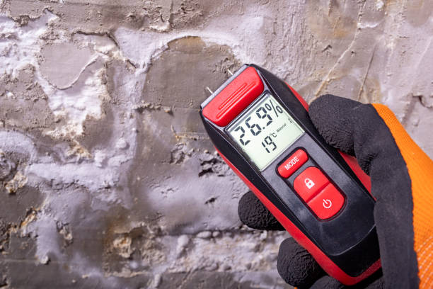 Best Basement Mold Remediation in Jackson, KY