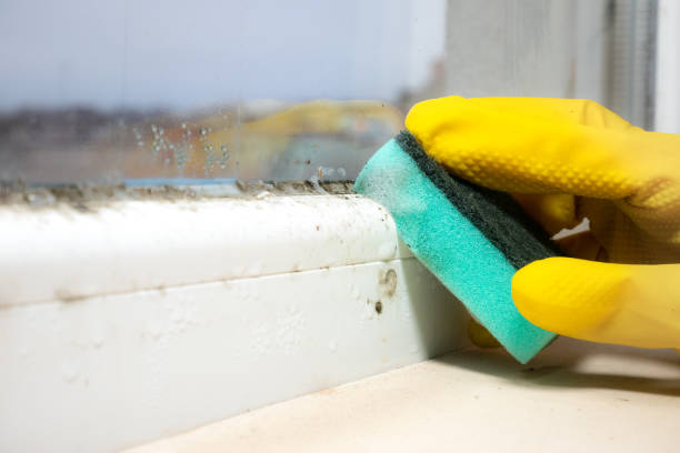 Best Commercial Mold Remediation in Jackson, KY